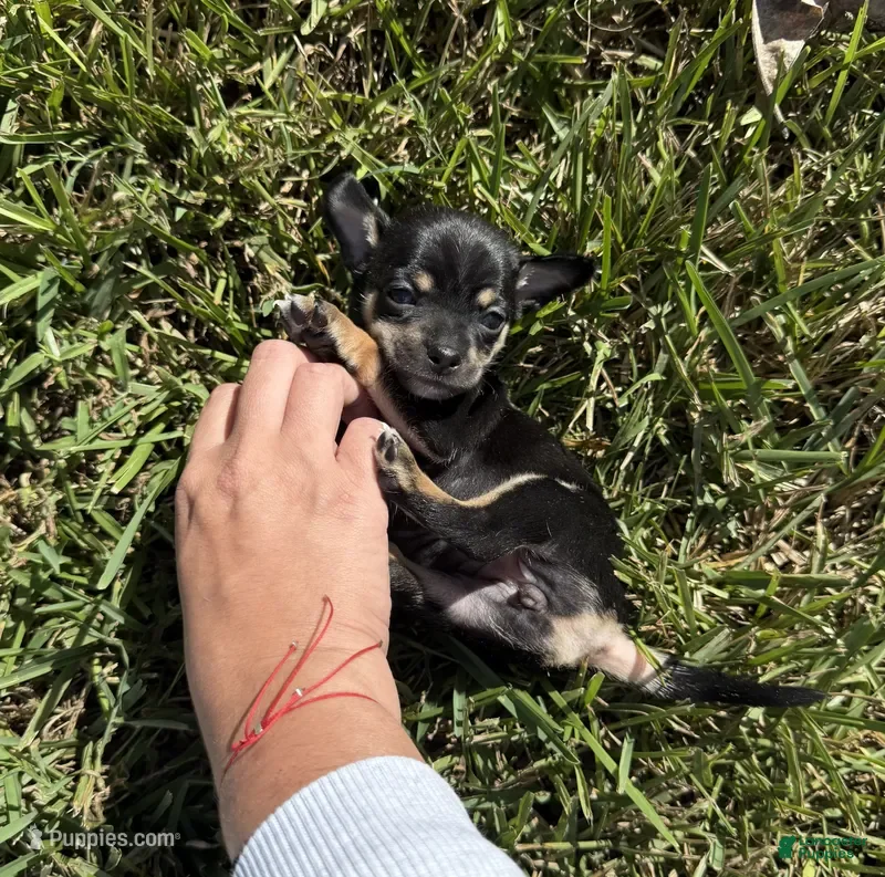 Chihuahua dogs Chihuahua Puppy 1 - Ad 3