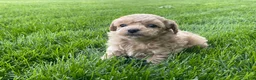Miniature Poodle dogs for sale: Albert Miniature Poodle Puppy  - Ad 5