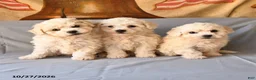 Bichon Frise dogs for sale: Roland - Ad 5