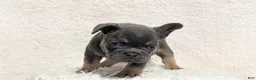 French Bulldog dogs for sale: Yoda - Ad 5