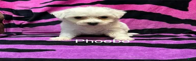 Bichon Frise 3 phoebe