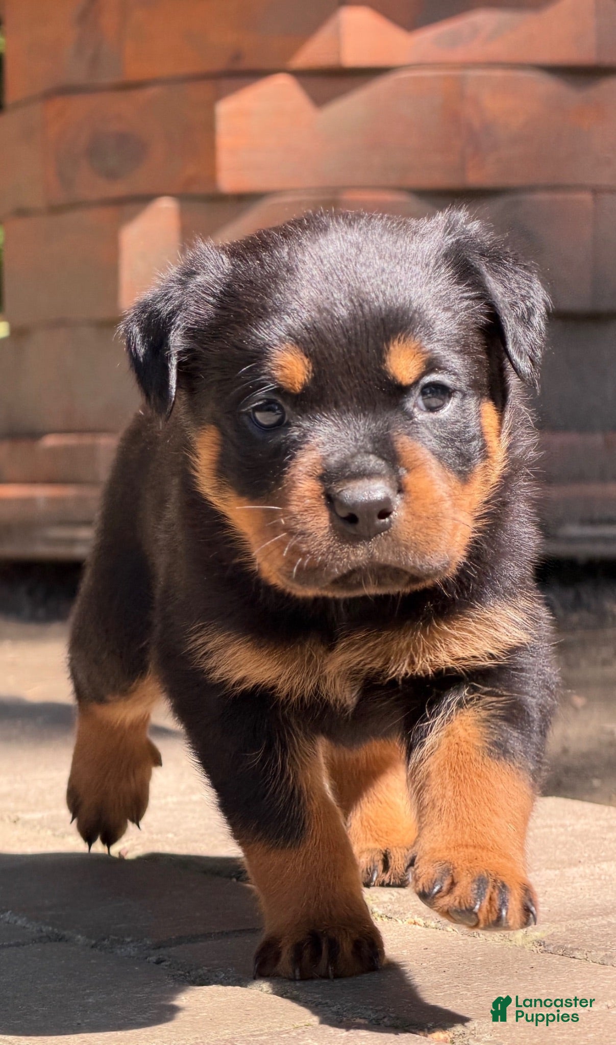 Rottweiler dogs Rottweiler 2 - Ad 5