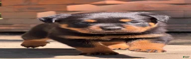 Rottweiler 2