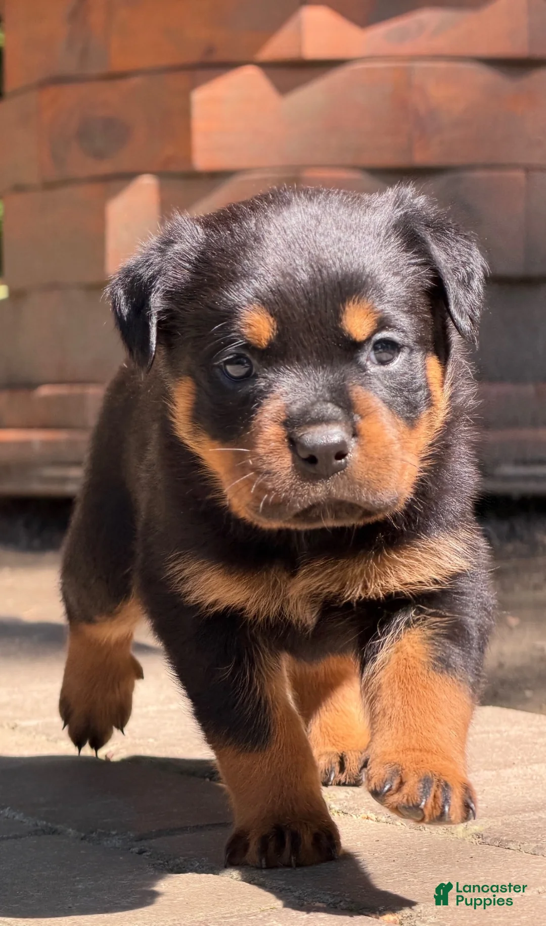 Rottweiler dogs for sale: Rottweiler 2 - Ad 1