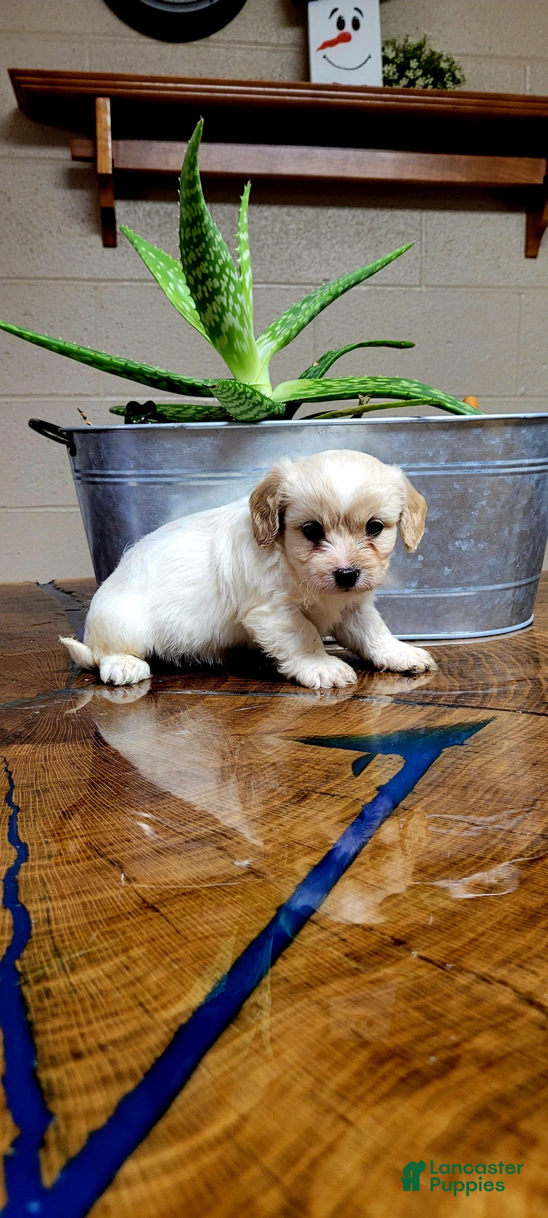 Cavachon dogs for sale: Chloe - Ad 2