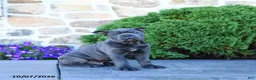 Cane Corso dogs for sale: Blane - Ad 1