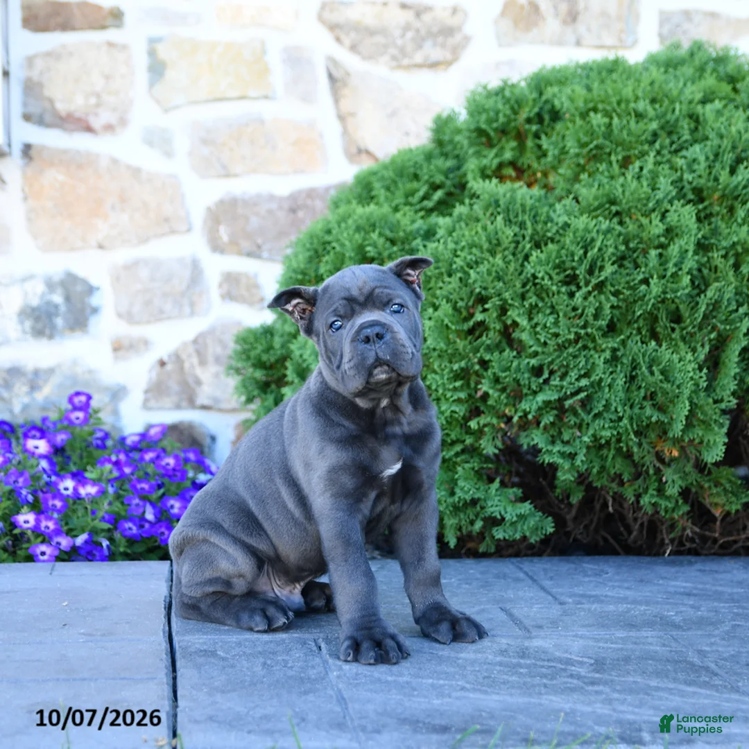 Cane Corso dogs for sale: Blane - Ad 1