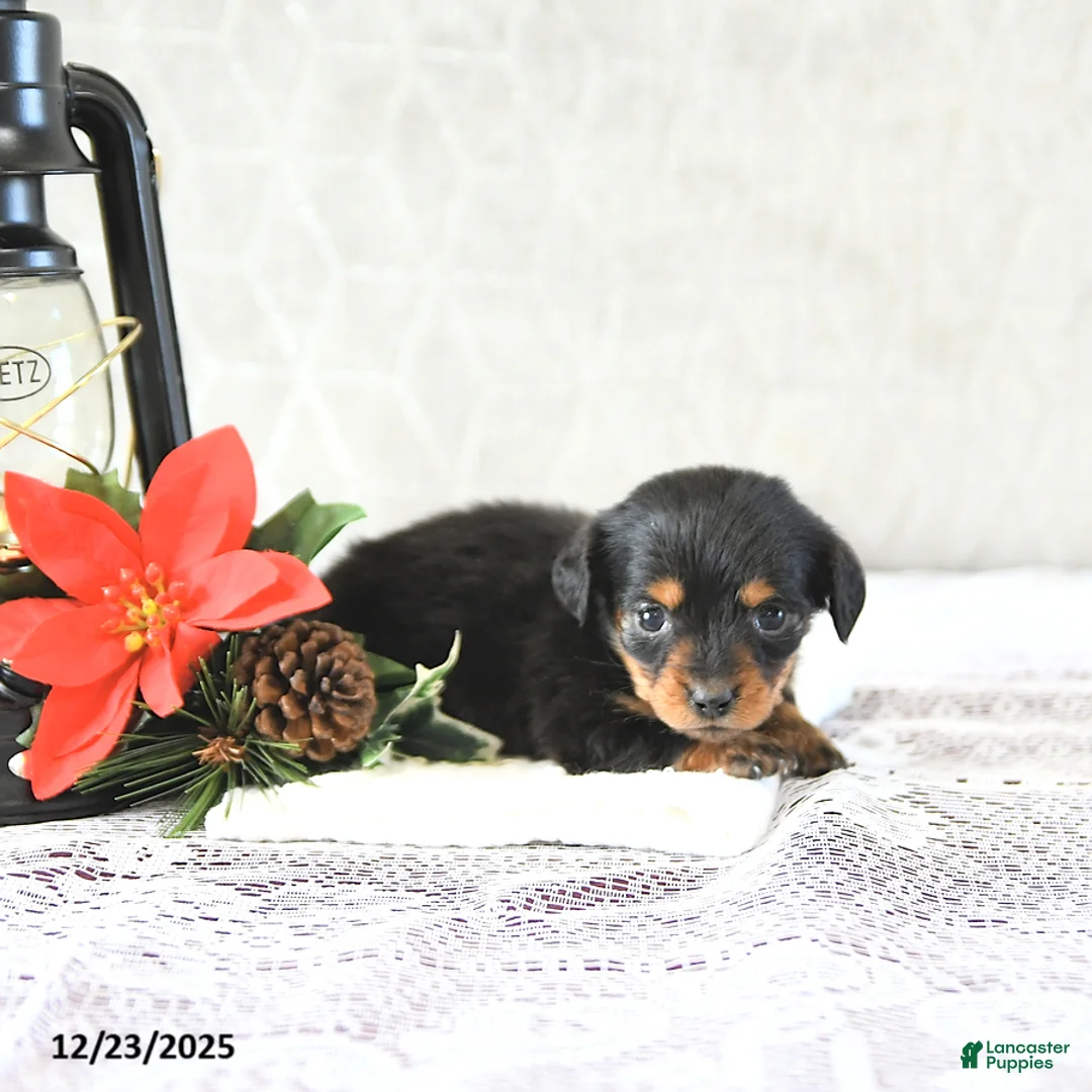 Miniature Dachshund dogs for sale: Miss Priss EXTRA SMALL - Ad 14