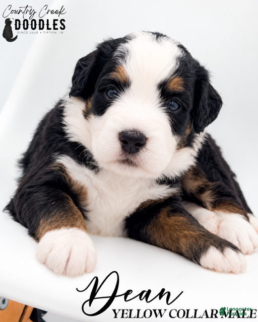 Bernedoodle dogs Dean - Ad 1