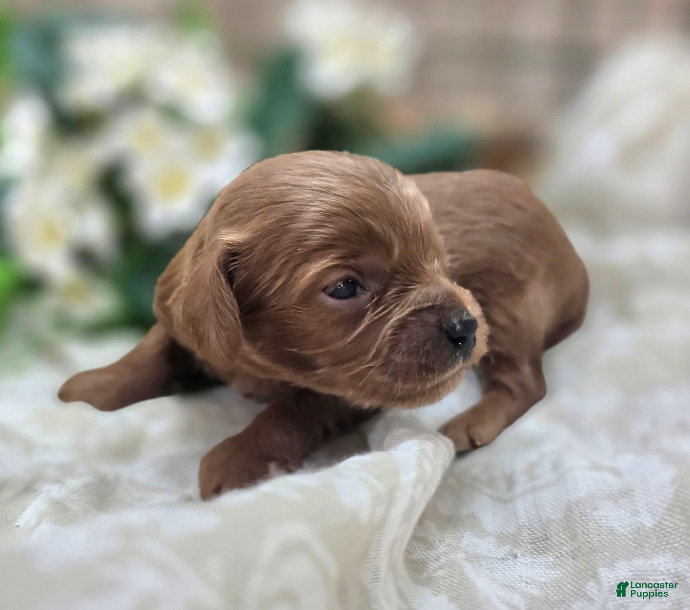 Cavapoo dogs Honeybee - Ad 16