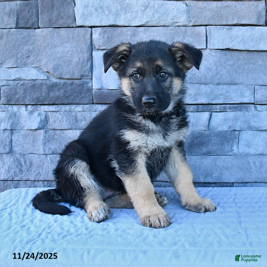 German Shepherd dogs for sale: Hope - Ad 2