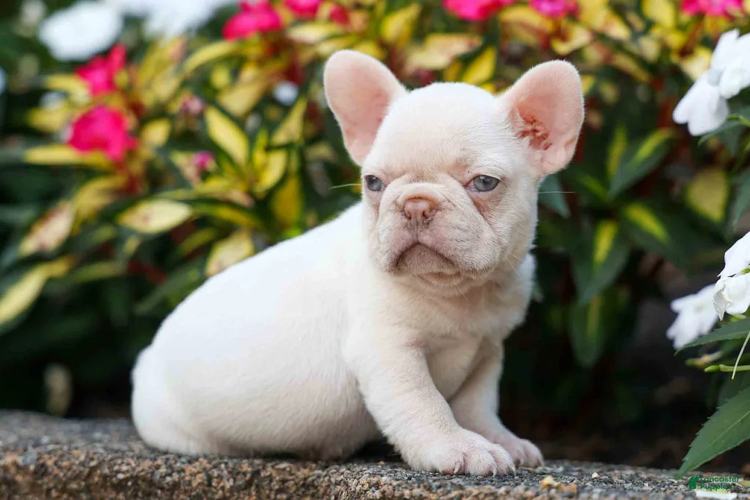 French Bulldog dogs for sale: Reba 💗 - Ad 1