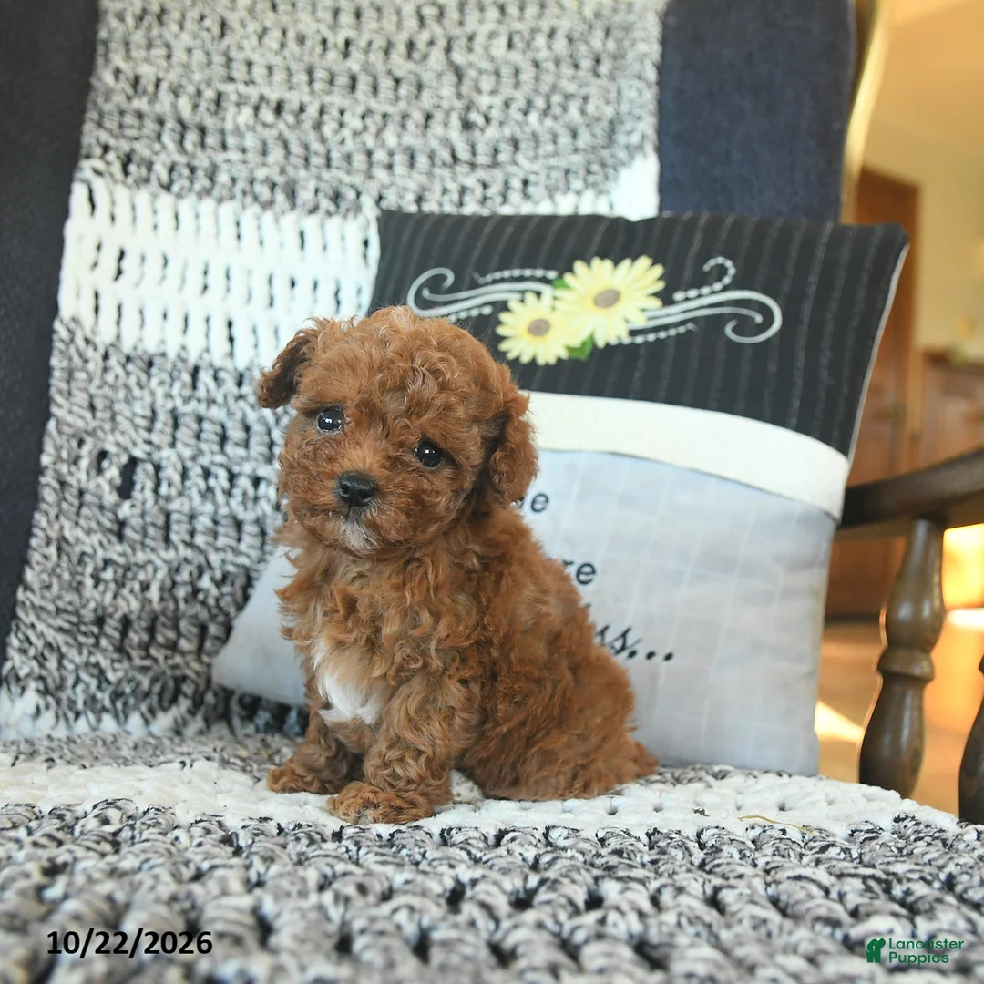 Toy Poodle dogs for sale: Macey  - Ad 1
