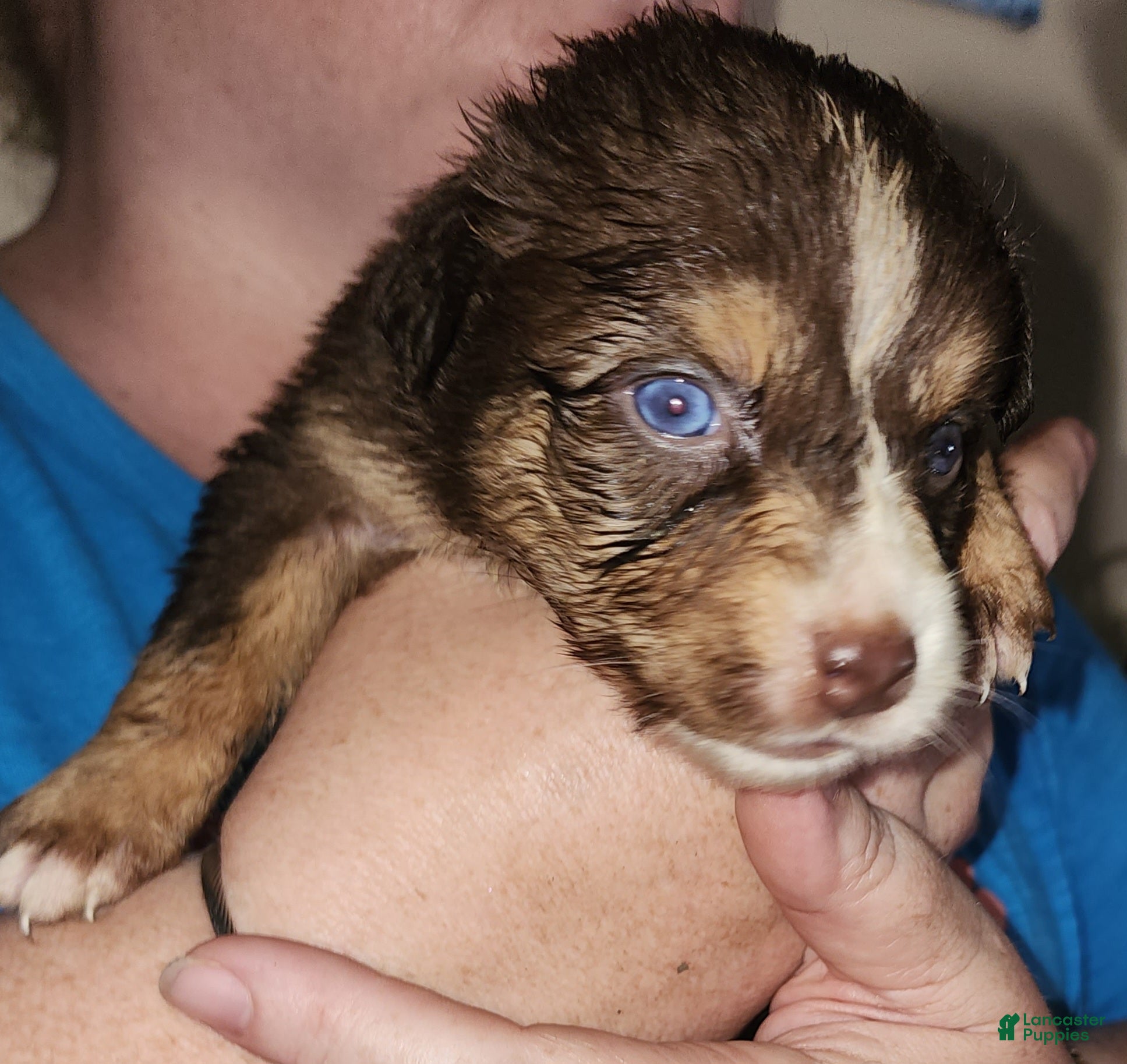 Australian Shepherd dogs Australian Shepherd Red Tri Female 1 - Ad 1
