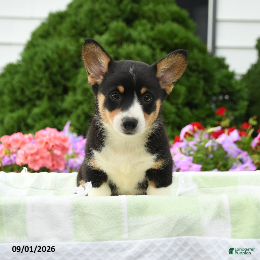 Welsh Corgi Pembroke dogs Remy - Ad 2