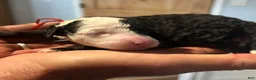 Sheepadoodle dogs for sale: Eleanor - Ad 3