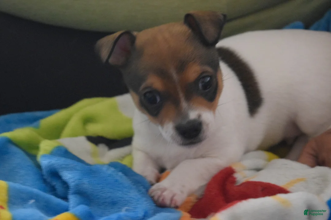 Chihuahua dogs for sale: Chihuahua 3 - Ad 1