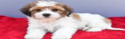 Teddy Bear dogs for sale: Tony - Ad 4