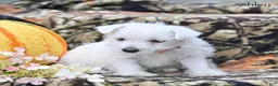West Highland Terrier dogs for sale: Ashley  - Ad 3
