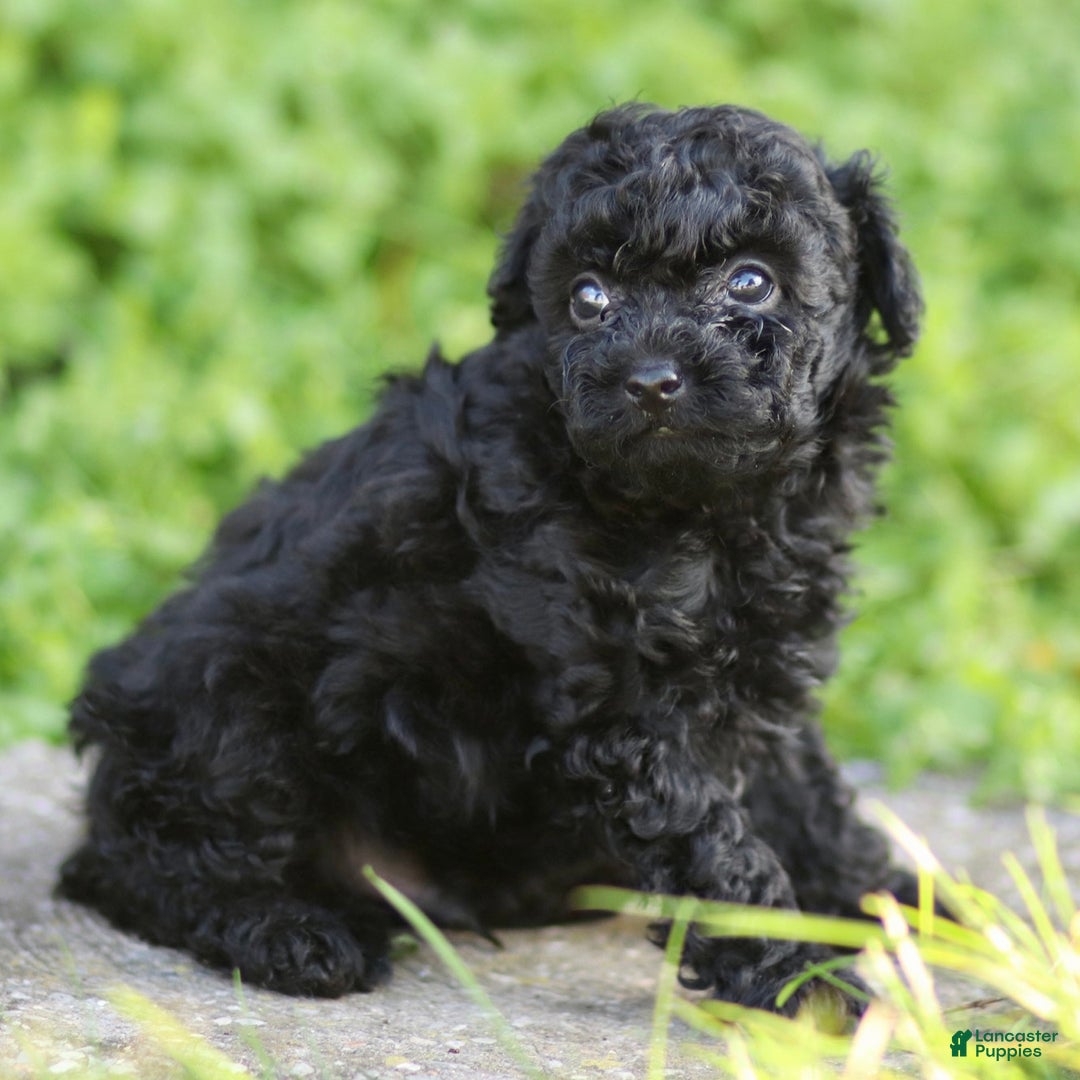 Toy Poodle dogs for sale: Milo - Ad 6