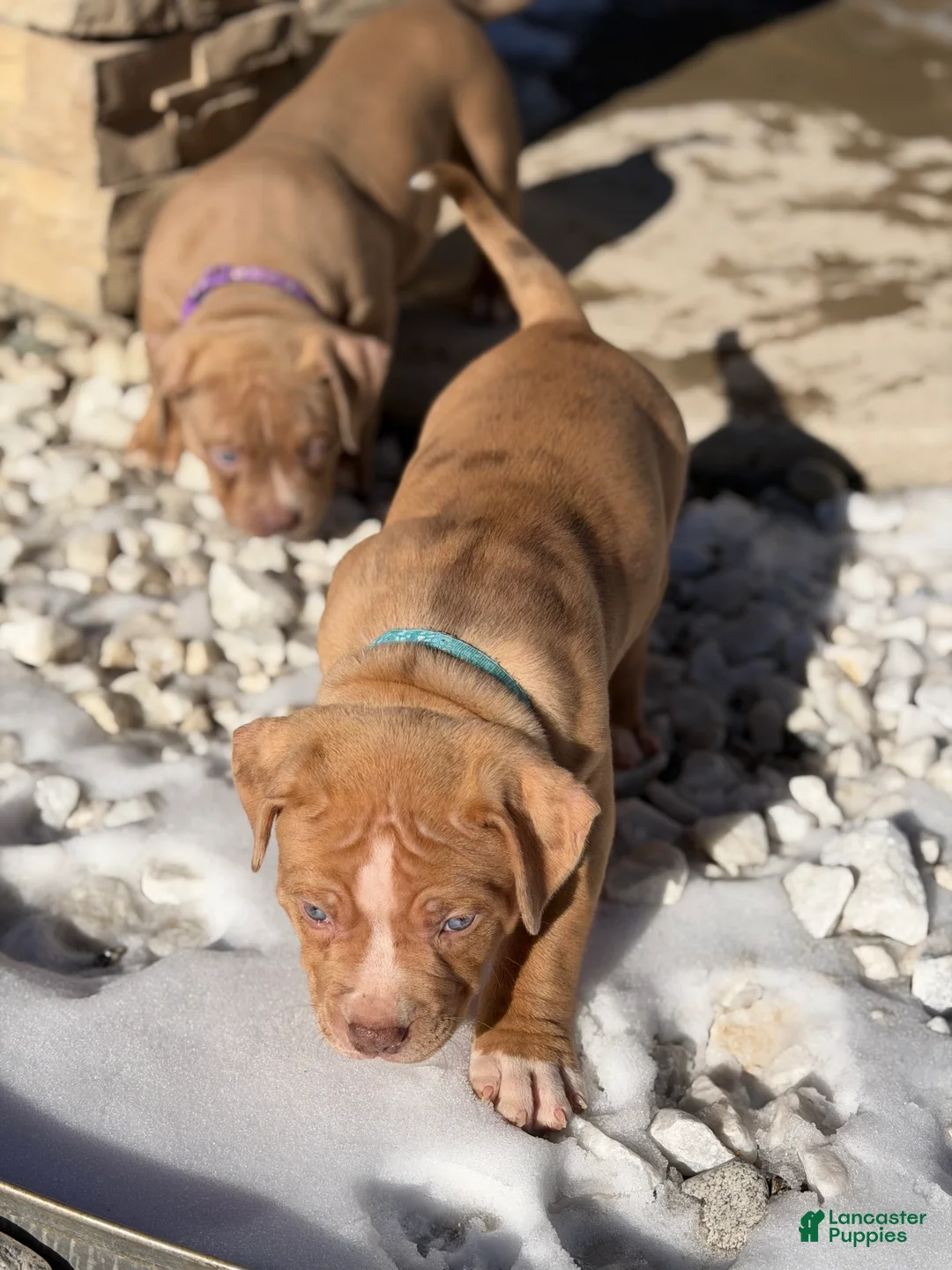 American Bully dogs for sale: American Bully Puppy 2 - Ad 6