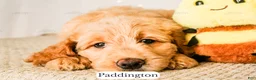 Goldendoodle dogs for sale: Paddinton - Ad 4