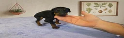 Doberman Pinscher dogs for sale: Zara - Ad 3