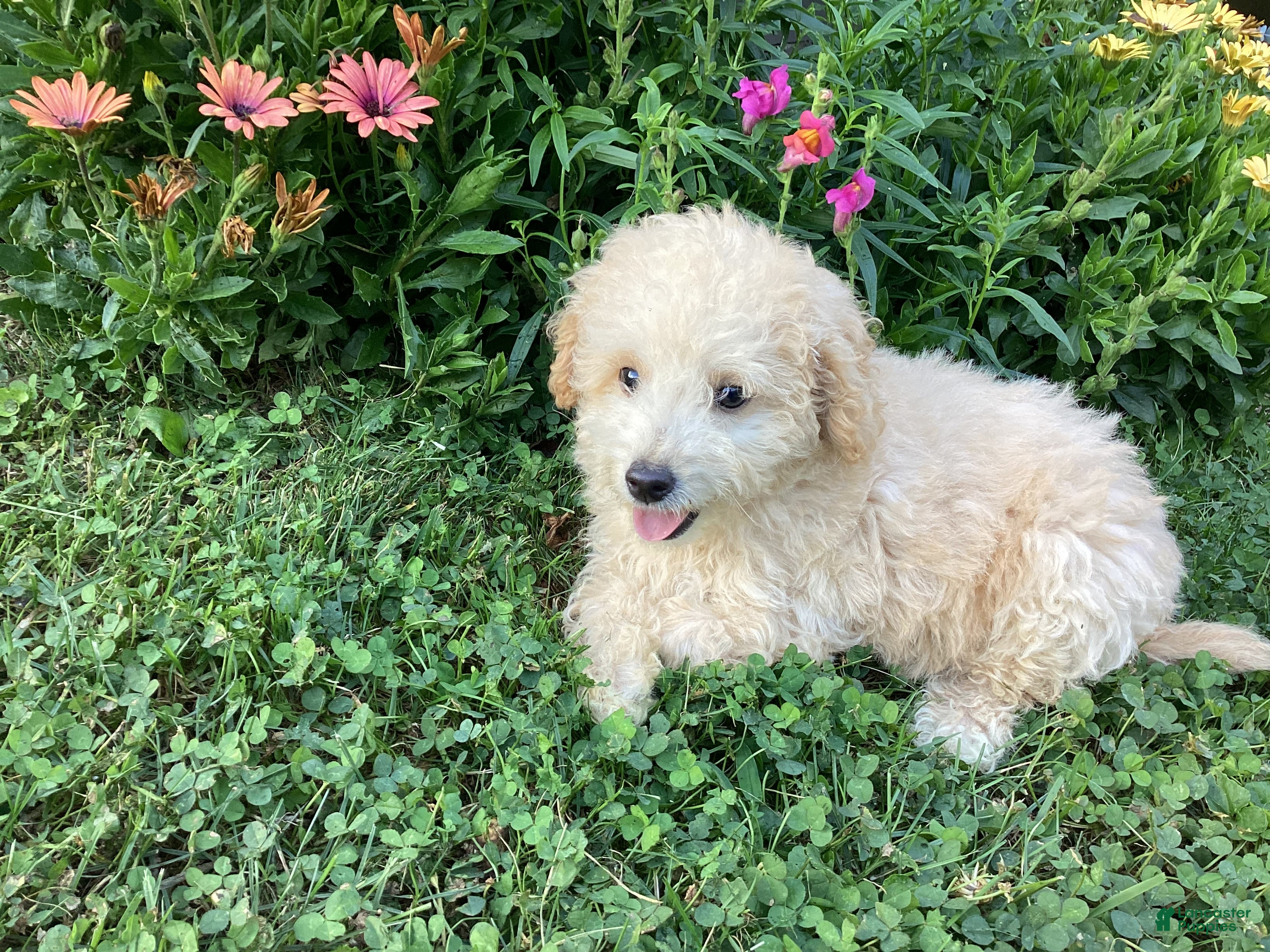 Mini Goldendoodle dogs Sparkle  - Ad 1