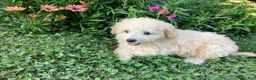 Mini Goldendoodle dogs for sale: Sparkle  - Ad 3