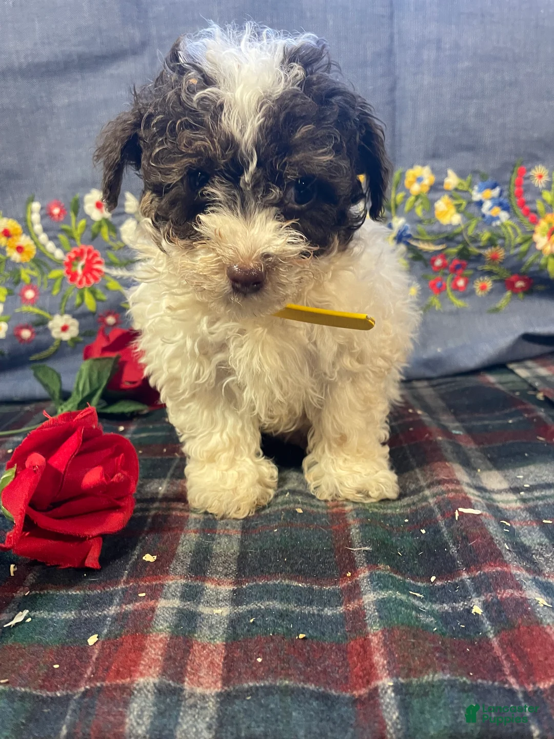 Yorkiepoo dogs for sale: Piper - Ad 4