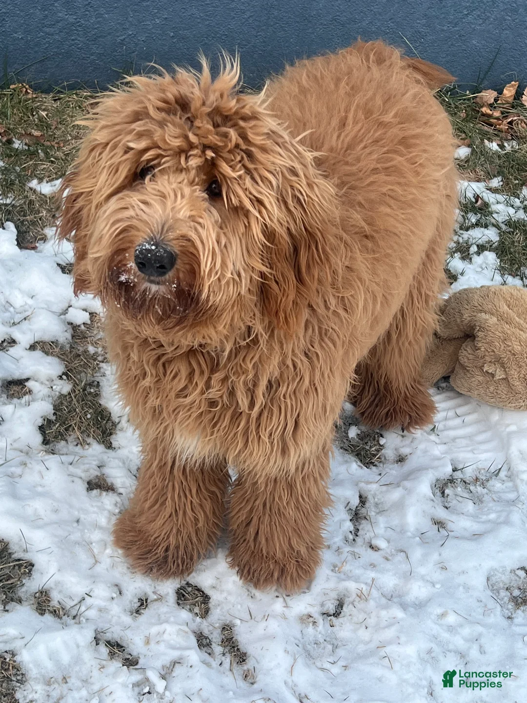 Goldendoodle dogs for sale: Pumpkin - Ad 7
