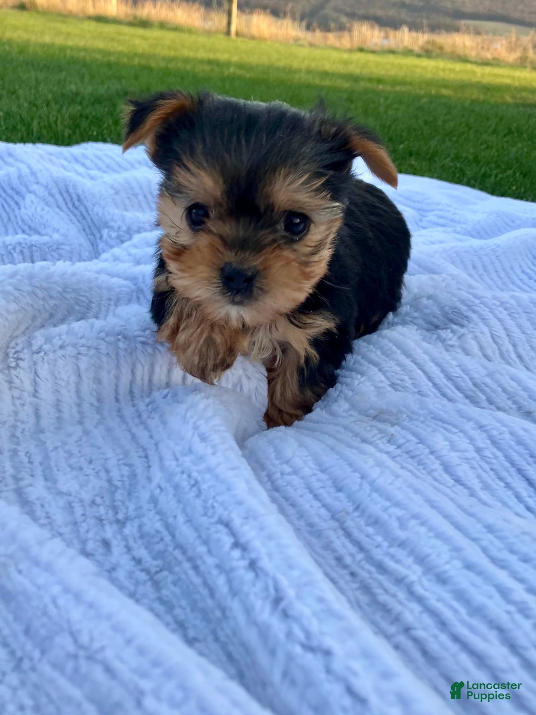 Yorkshire Terrier dogs for sale: Belle - Ad 2