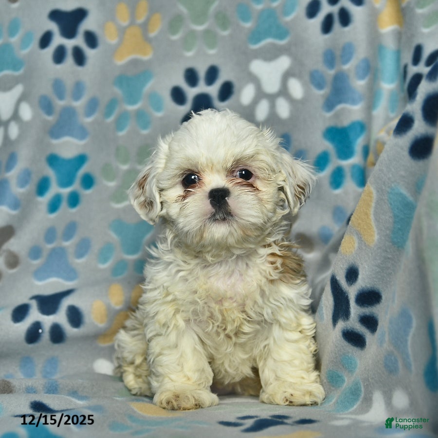 Shih Tzu dogs Snowball  - Ad 3