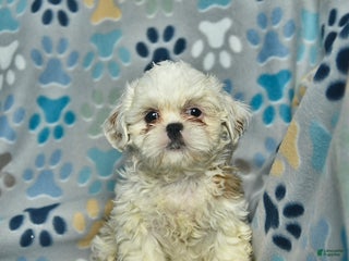 Shih Tzu dogs Snowball - Ad 15