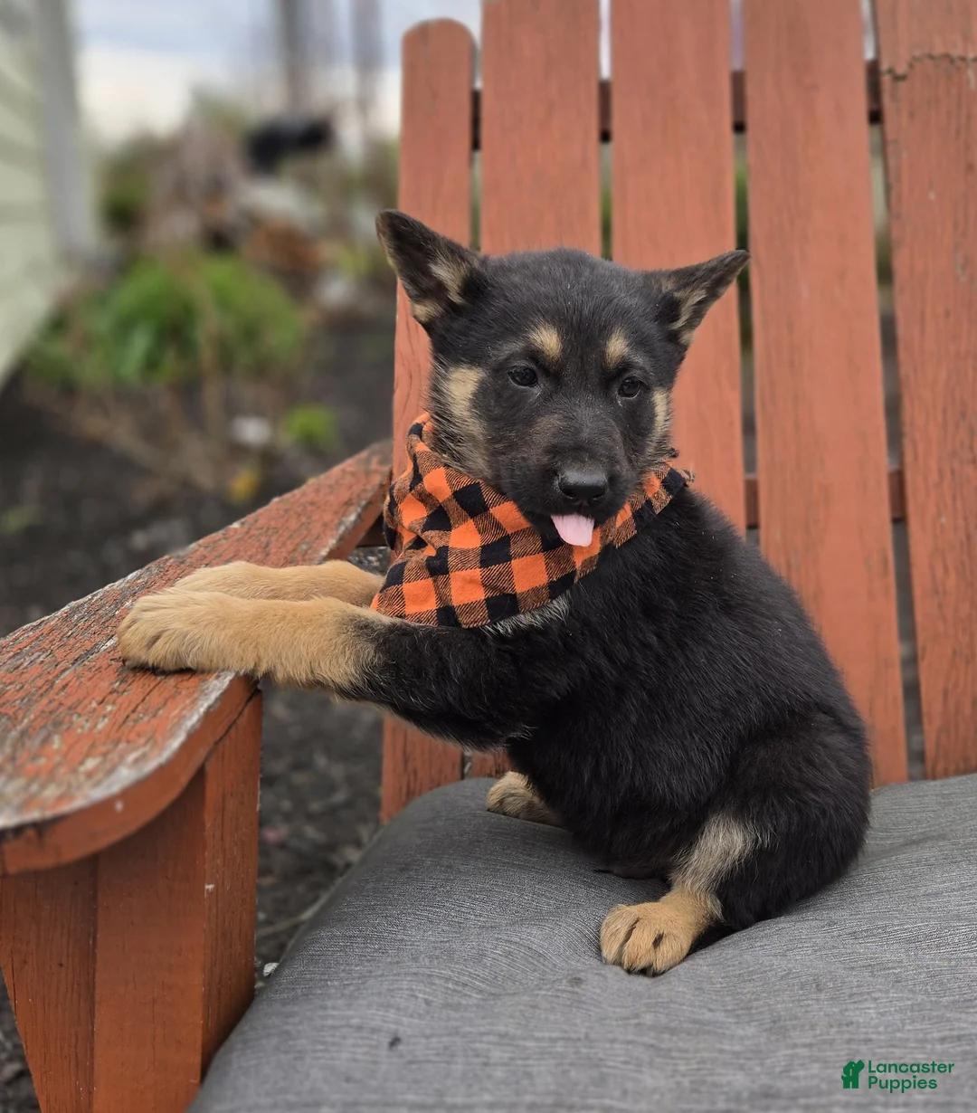 German Shepherd dogs for sale: Konnor - Ad 7