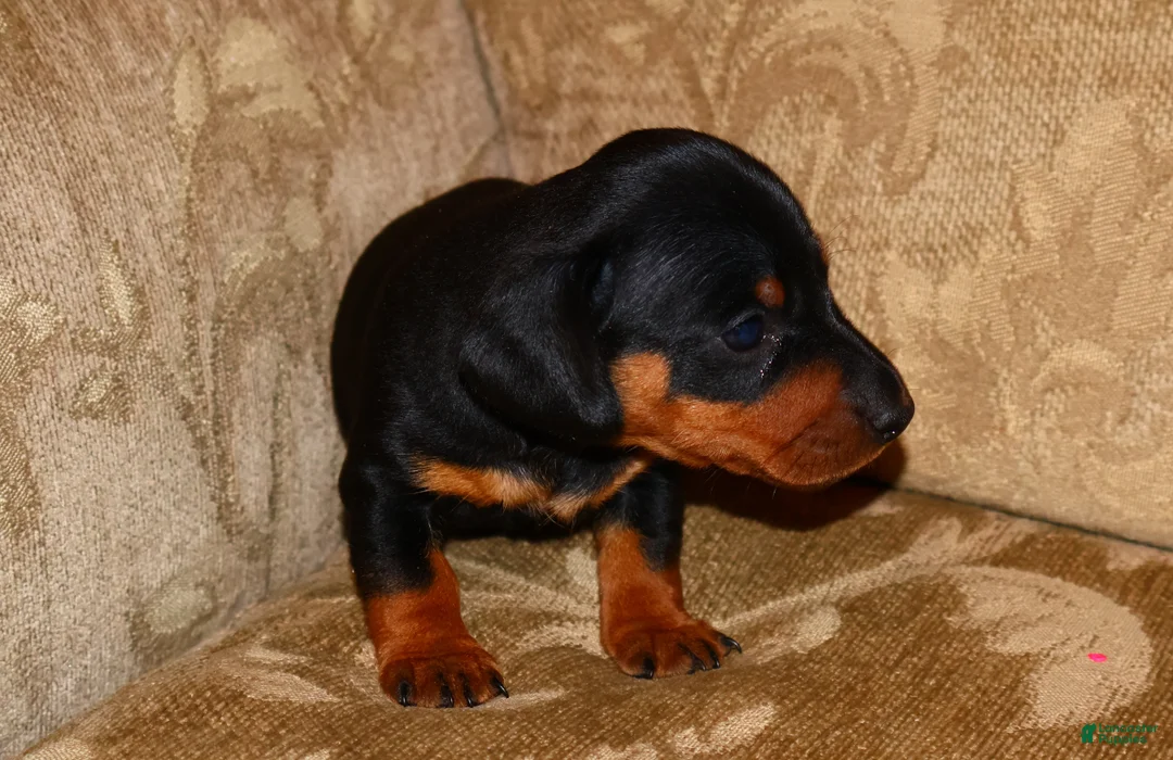 Miniature Dachshund dogs for sale: Milo - Ad 4