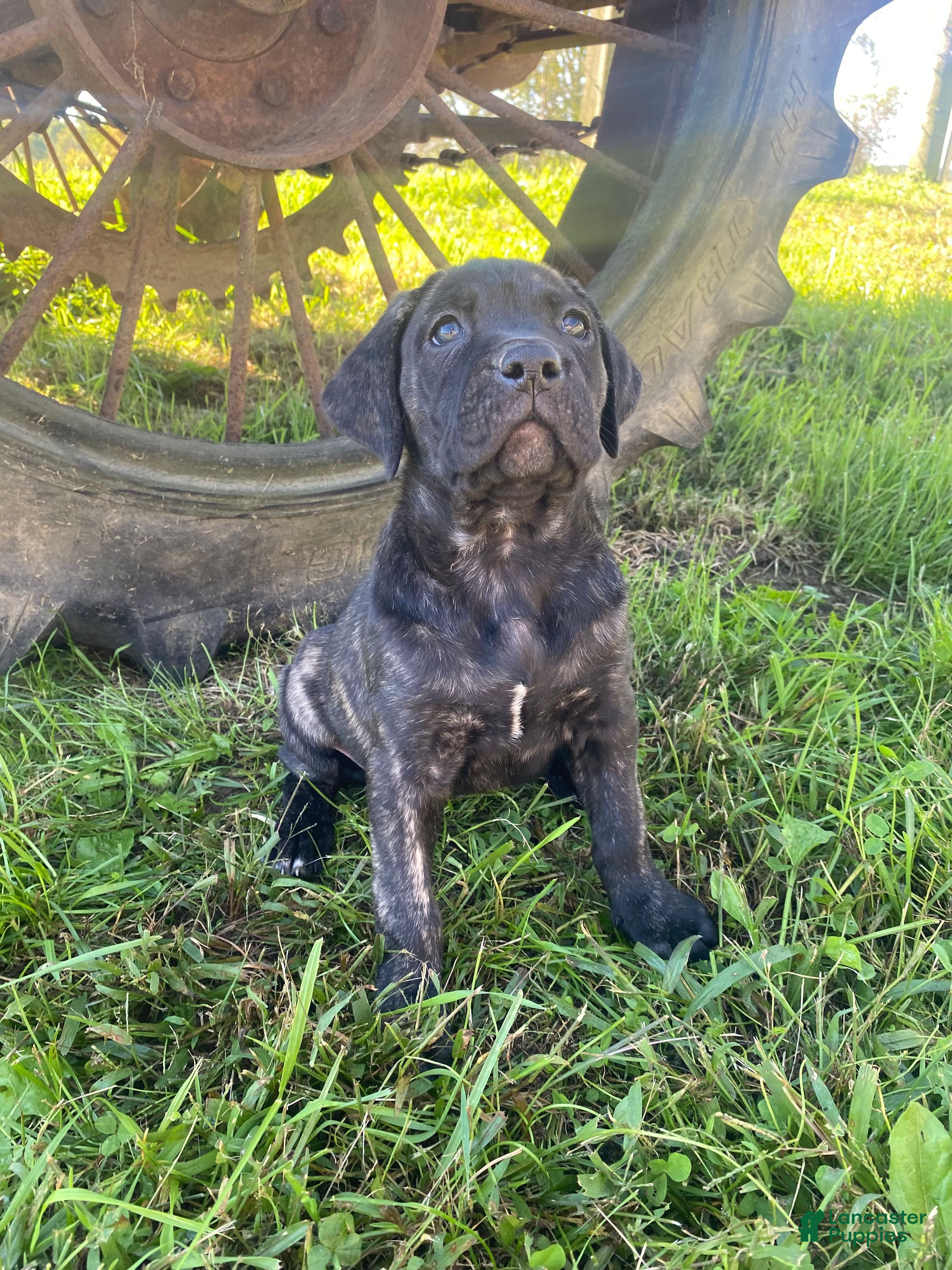 Jewel (Cane Corso, Female) in Apple Creek, OH