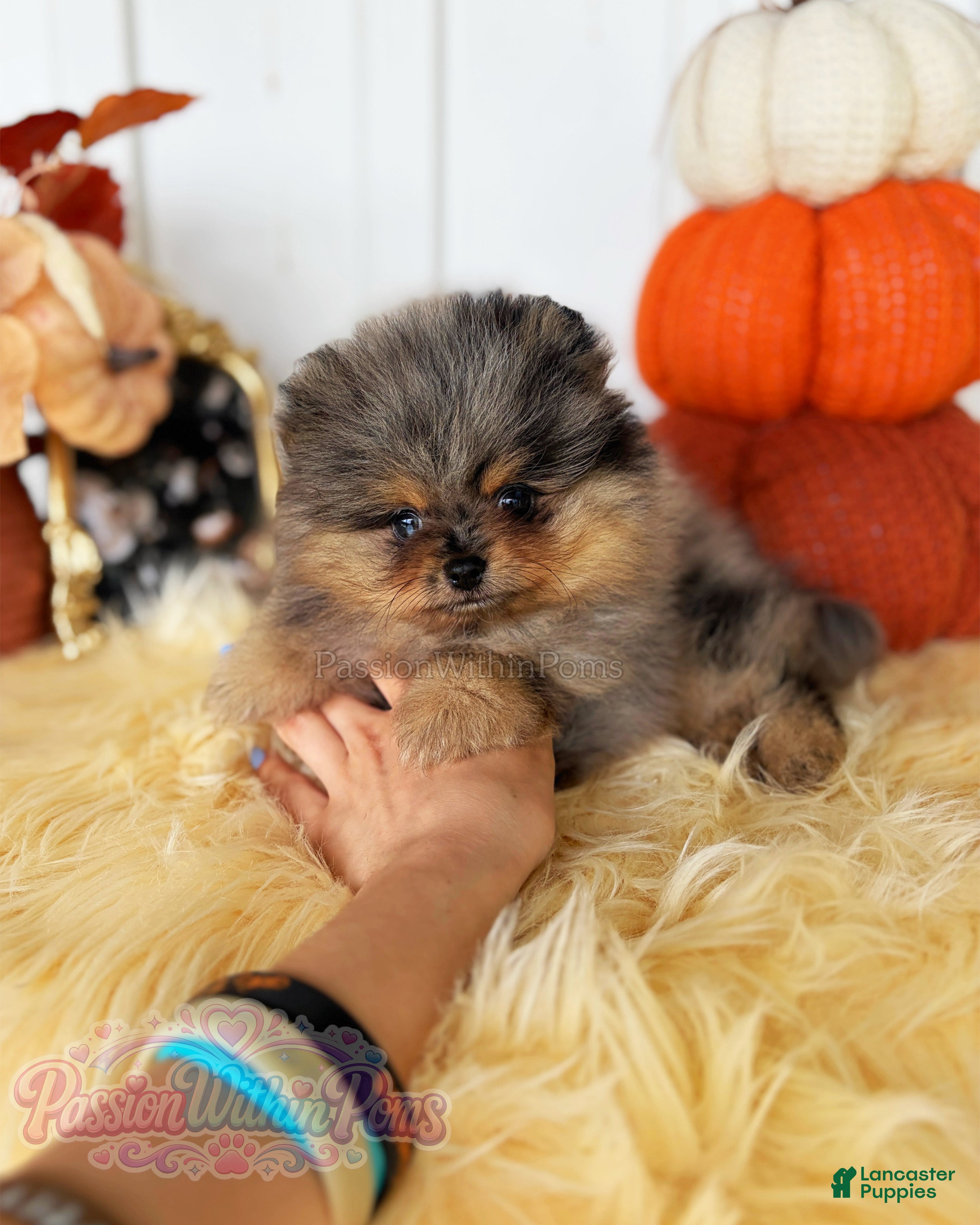 Pomeranian dogs Little Neptune - Ad 15