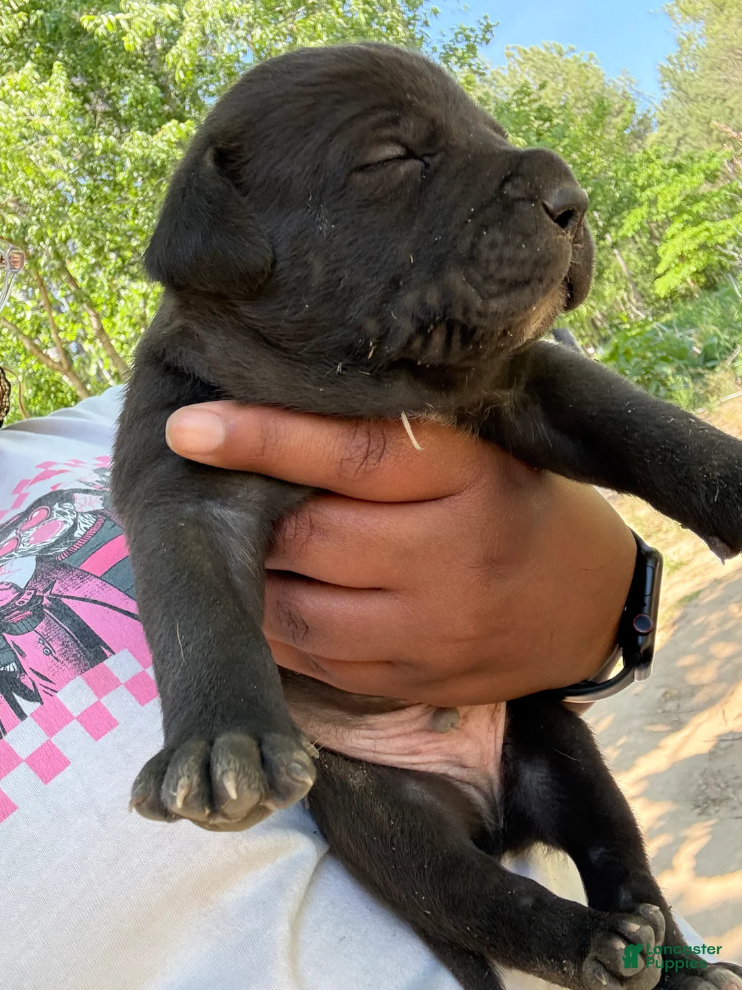 American Pit Bull Terrier dogs for sale: American Pit Bull Terrier Puppy 2 - Ad 2