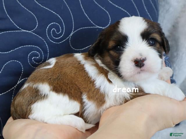 Mixed Breed dogs Enzo - Ad 2