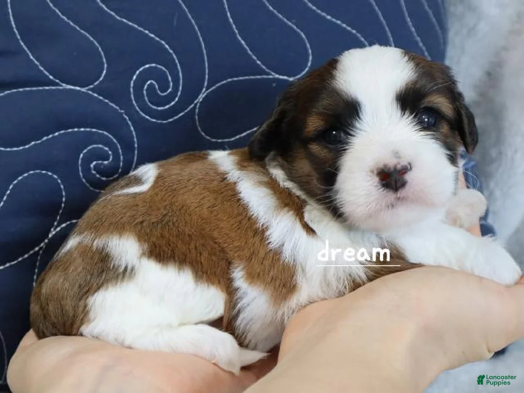 Mixed Breed dogs for sale: Enzo - Ad 2