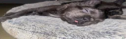 French Bulldog dogs for sale: Dee - Ad 2