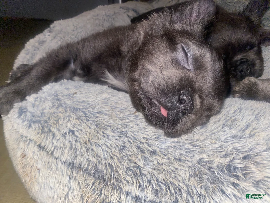 French Bulldog dogs for sale: Dee - Ad 2