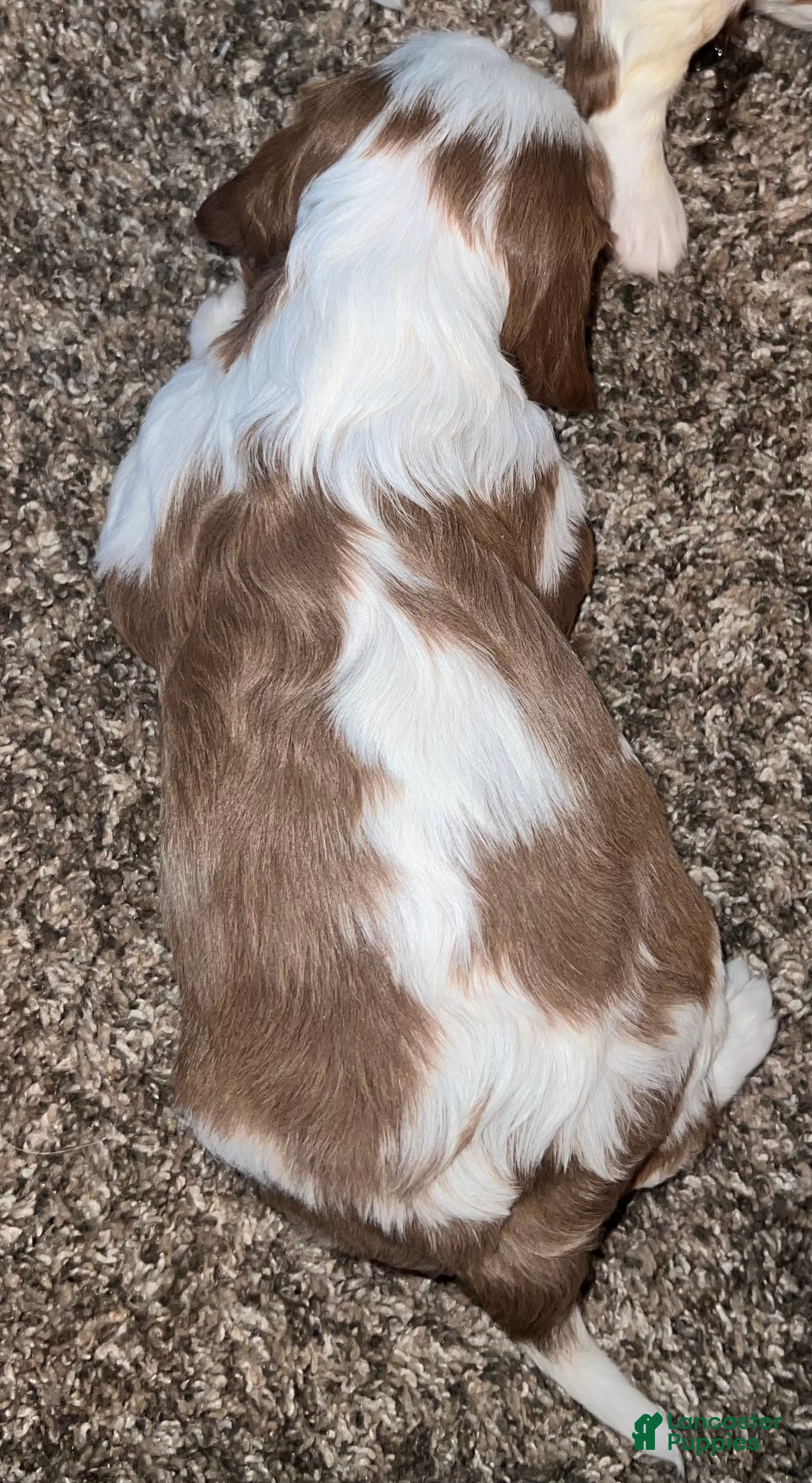 Cavalier King Charles Spaniel dogs Tyler - Ad 1