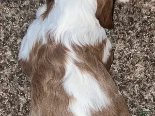 Cavalier King Charles Spaniel dogs for sale: Tyler - Ad 1