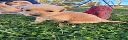 Golden Retriever dogs for sale: Roxie (pink) - Ad 6