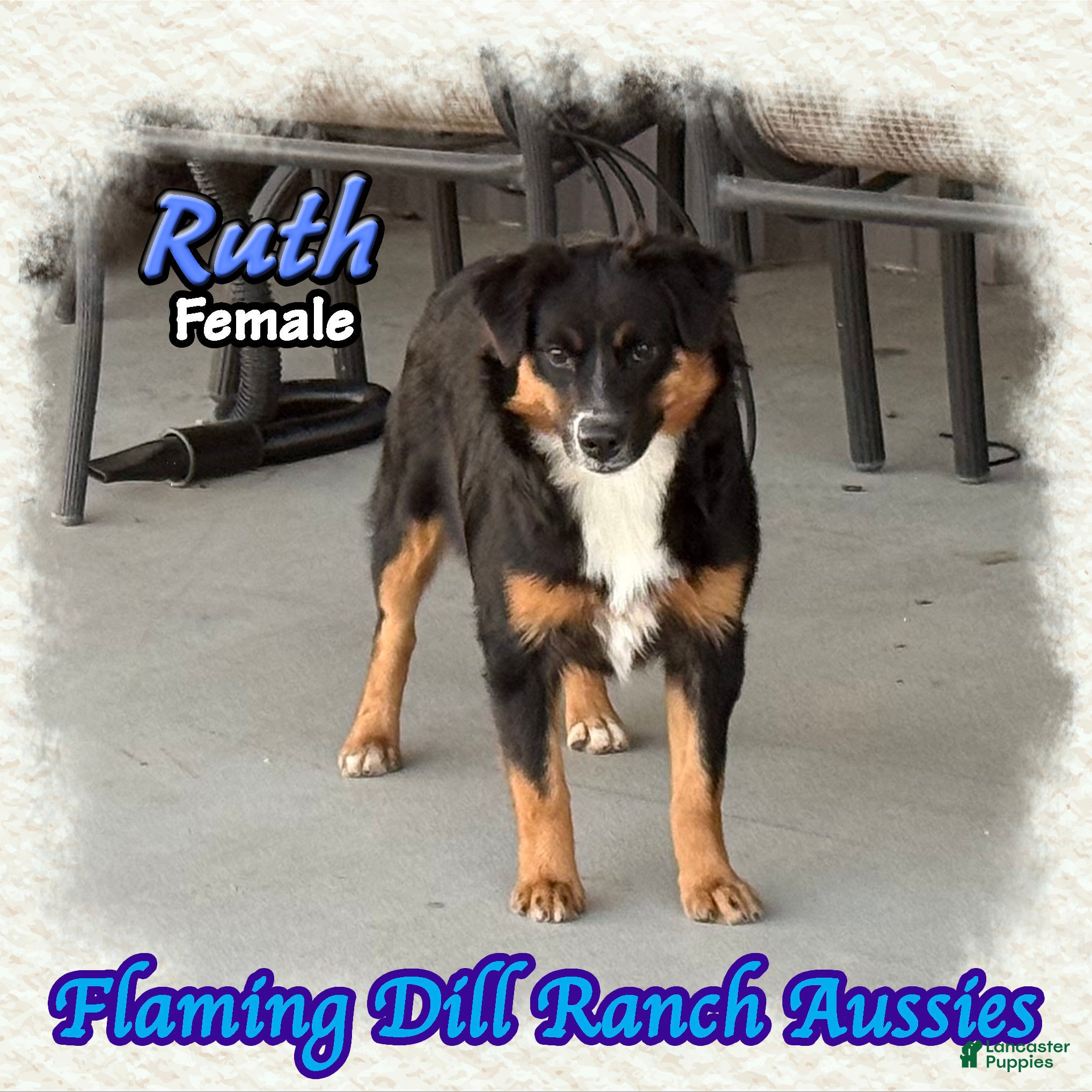 Miniature Australian Shepherd dogs for sale: Ruth - Ad 2