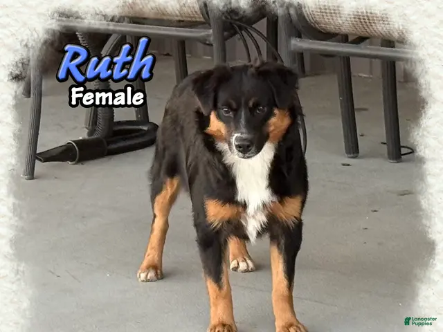 Miniature Australian Shepherd dogs for sale: Ruth - Ad 2
