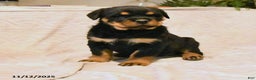 Rottweiler dogs for sale: Bella   - Ad 2