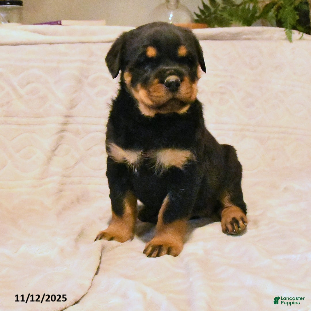 Rottweiler dogs for sale: Bella   - Ad 2